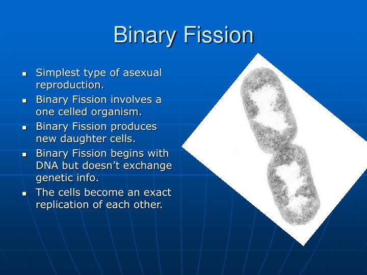 PPT Asexual Reproduction In Plants PowerPoint Presentation ID550567