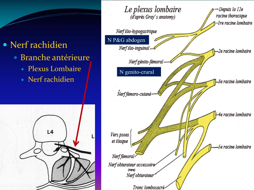 PPT Syndrome de la jonction dorsolombaire PowerPoint Presentation