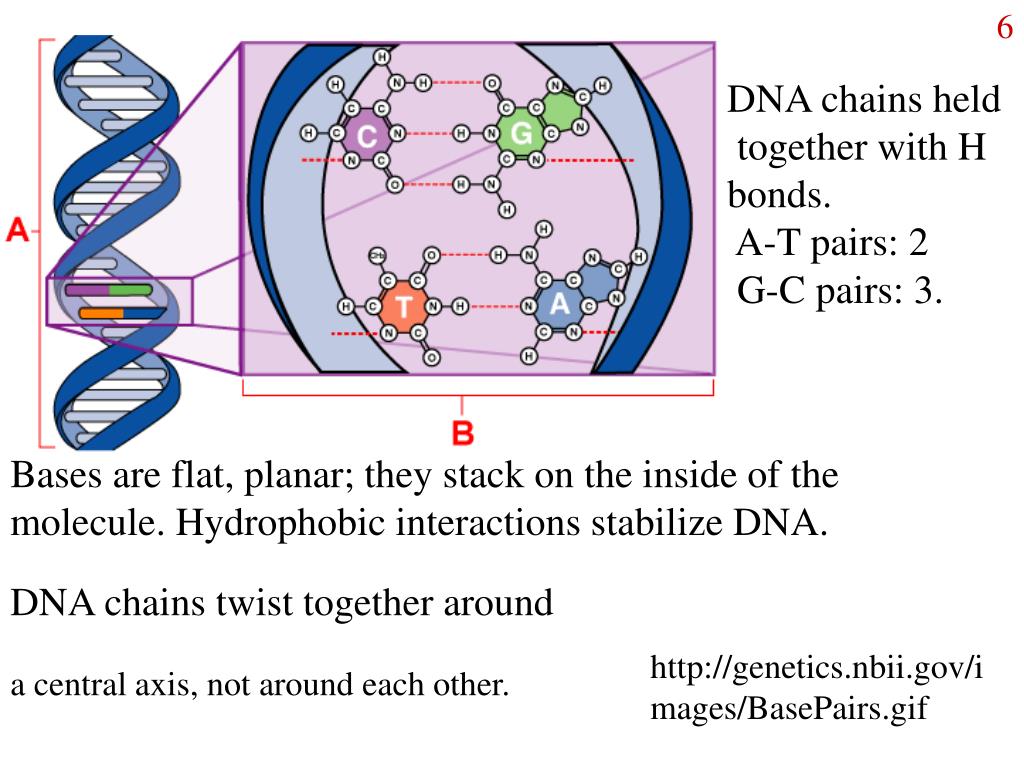 PPT DNA structure and synthesis PowerPoint Presentation ID555725