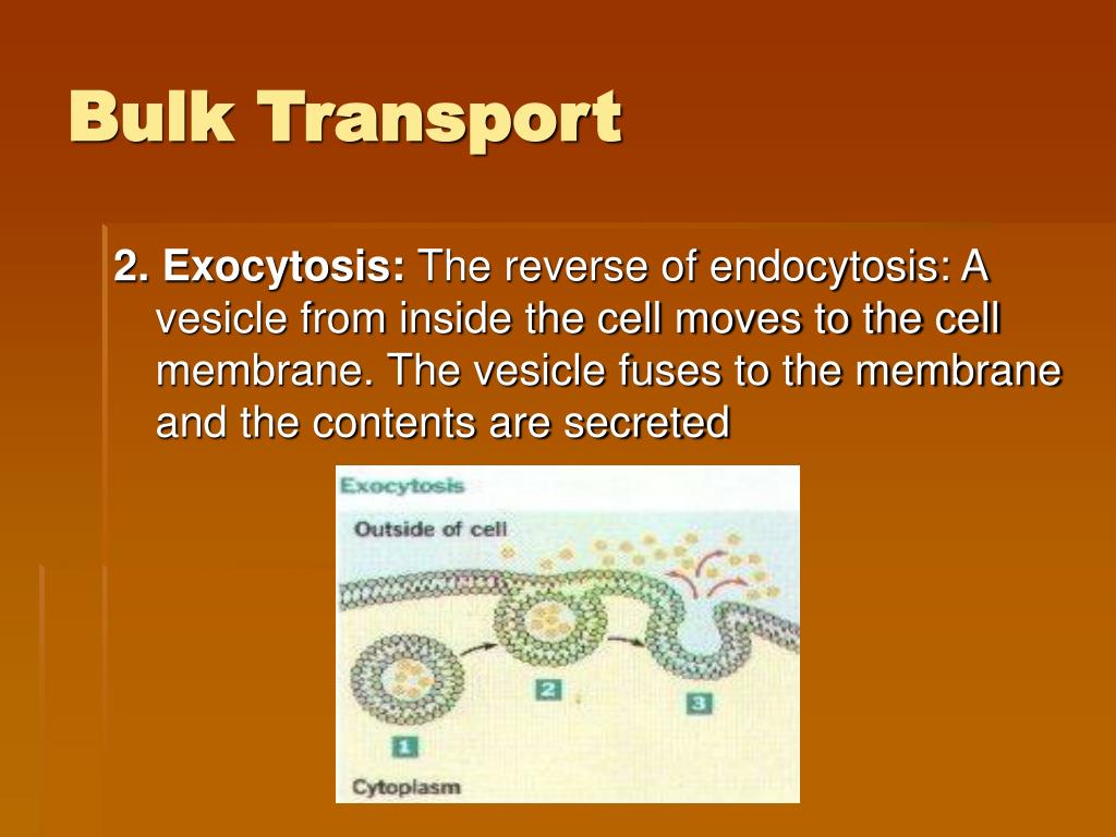 PPT The Cell Membrane PowerPoint Presentation, free download ID557125
