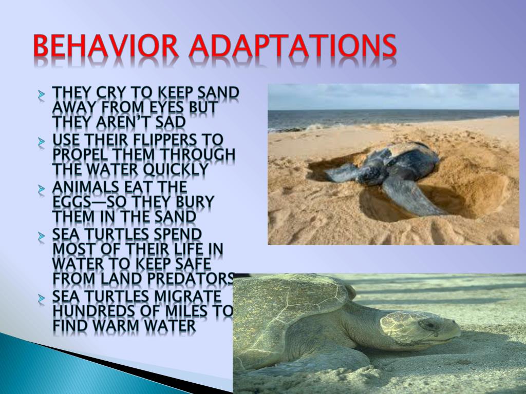 PPT SEA TURTLES PowerPoint Presentation, free download ID558503