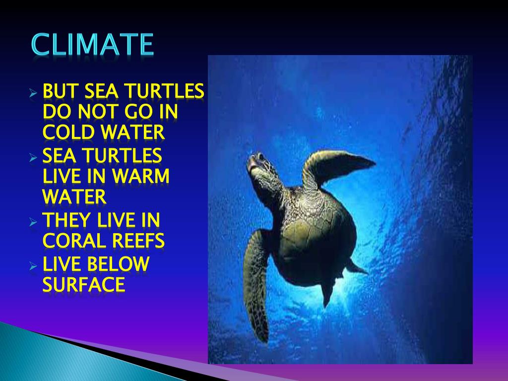 PPT SEA TURTLES PowerPoint Presentation, free download ID558503