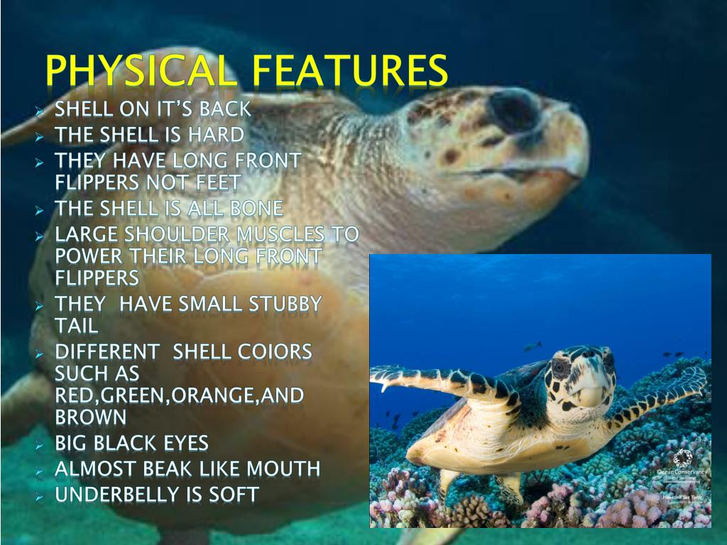 PPT SEA TURTLES PowerPoint Presentation, free download ID558503