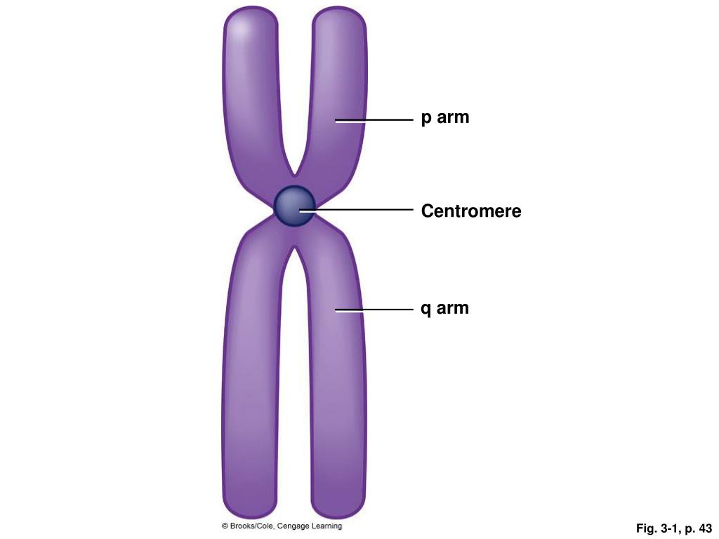 PPT Changes in Chromosome Number PowerPoint Presentation, free