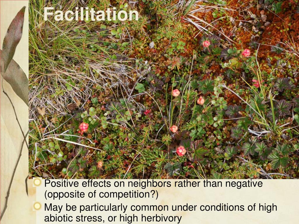 PPT Plant Community EcologyPlant Interactions