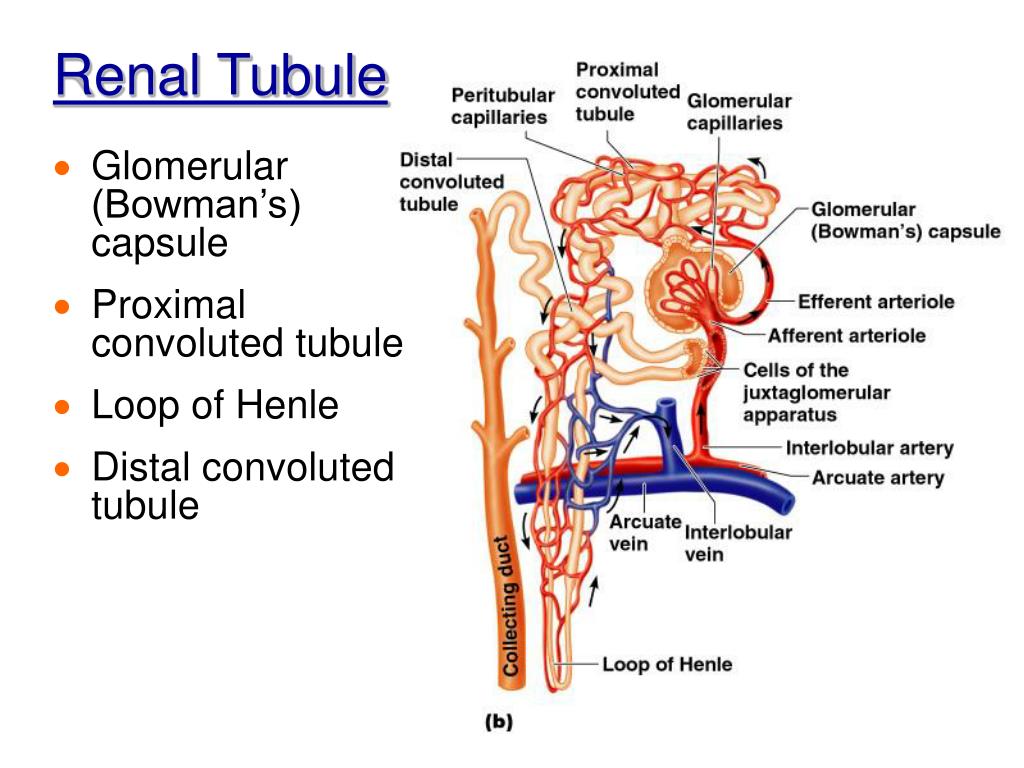 PPT Chapter 15 The Urinary System PowerPoint Presentation ID565152
