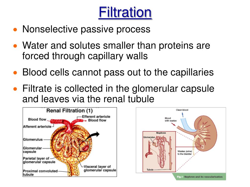 PPT Chapter 15 The Urinary System PowerPoint Presentation ID565152