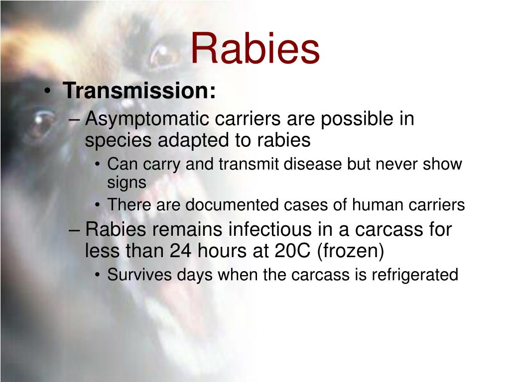 PPT Rabies and the ACO PowerPoint Presentation, free download ID565845