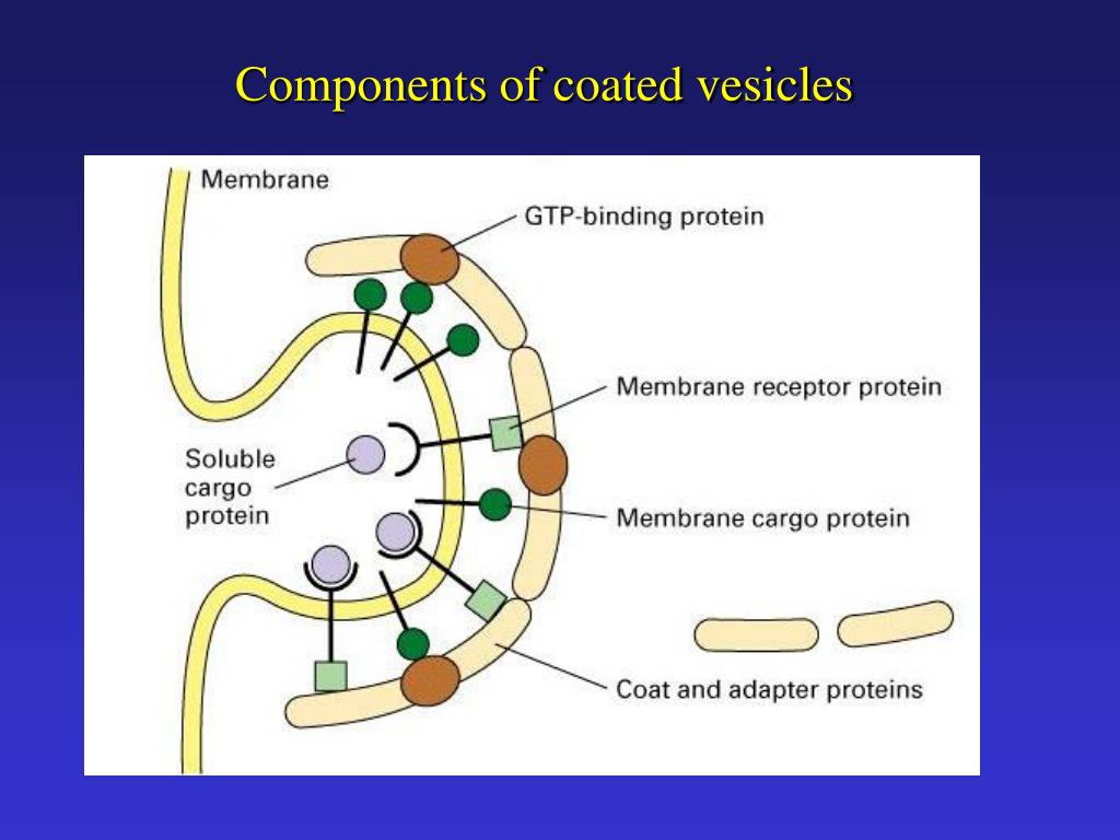 PPT Endocytosis Exocytosis PowerPoint Presentation, free download