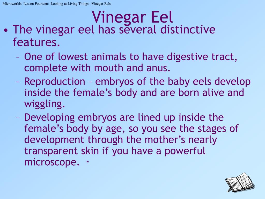 PPT Looking at Living Things Vinegar Eels PowerPoint Presentation