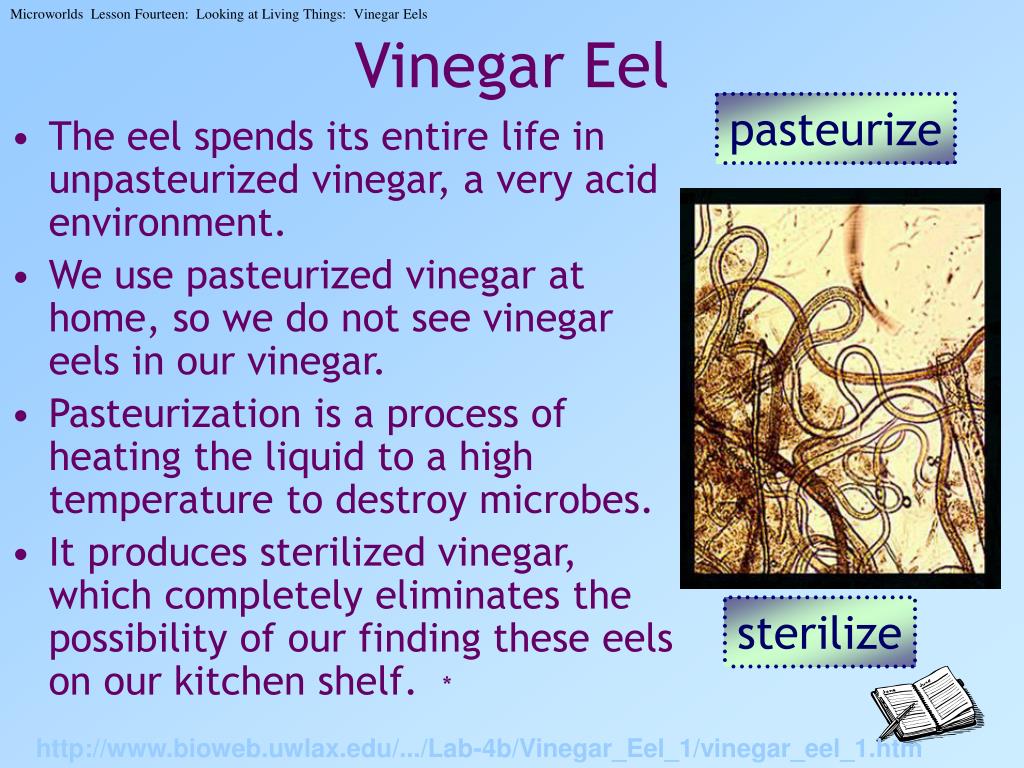 PPT Looking at Living Things Vinegar Eels PowerPoint Presentation, free download ID569804