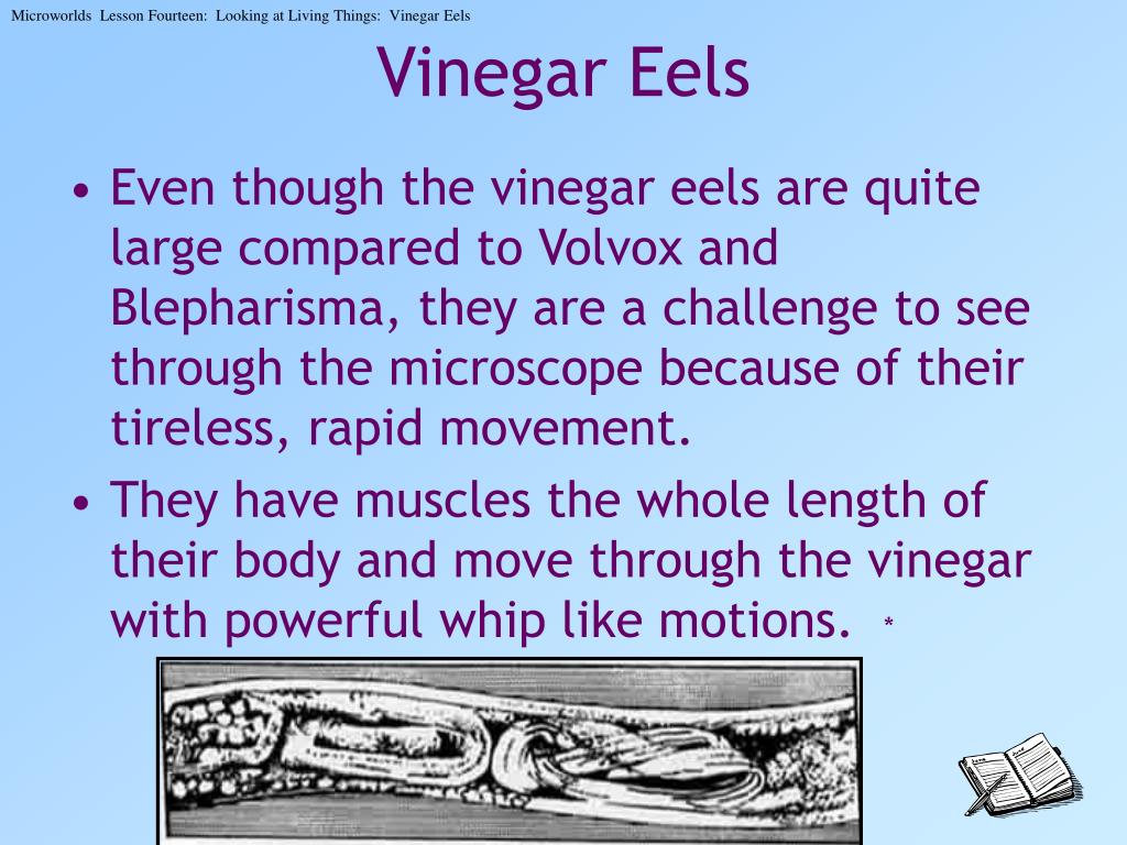 PPT Looking at Living Things Vinegar Eels PowerPoint Presentation