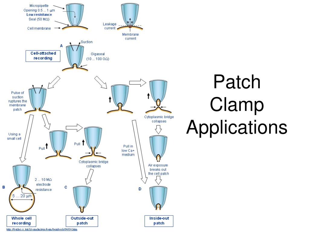 PPT Voltage Clamp PowerPoint Presentation, free download