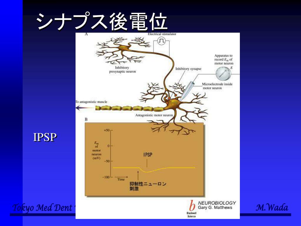 PPT 生命科学基礎C PowerPoint Presentation, free download ID