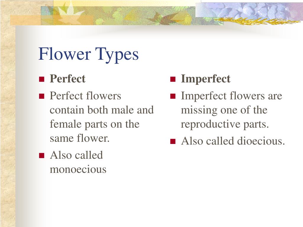 PPT The Plant Kingdom (Part II) PowerPoint Presentation, free