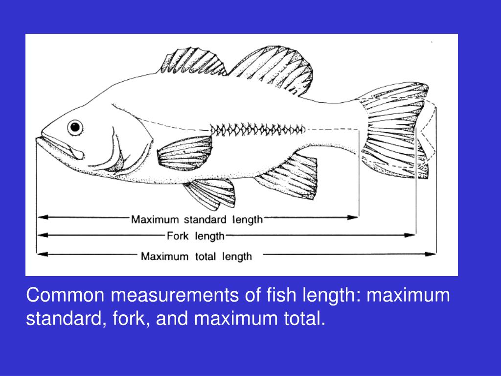 PPT Chapter 15 Length, Weight, and Associated Structural Indices PowerPoint Presentation ID