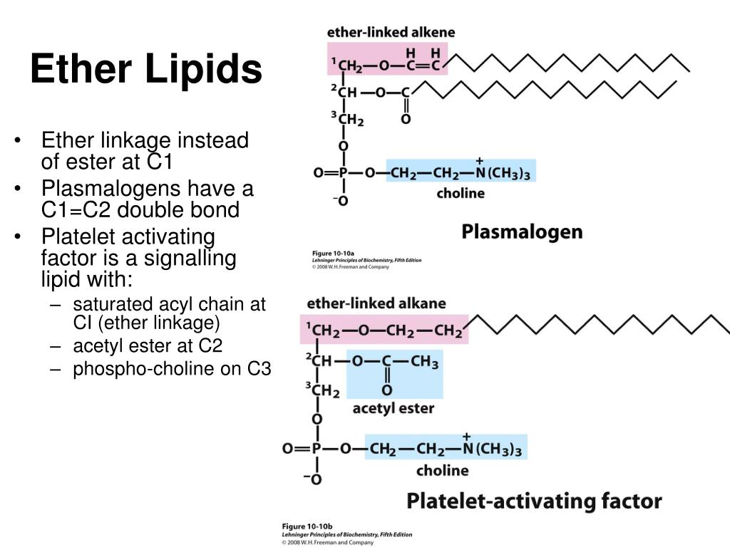 PPT Chapter 10 Lipids PowerPoint Presentation, free download ID575584