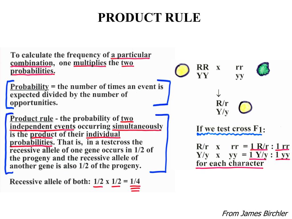 PPT Mendel and Inheritance PowerPoint Presentation, free download