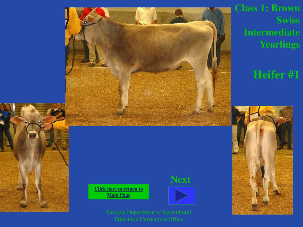 PPT Dairy Judging CDE 2003 FFA State Event PowerPoint