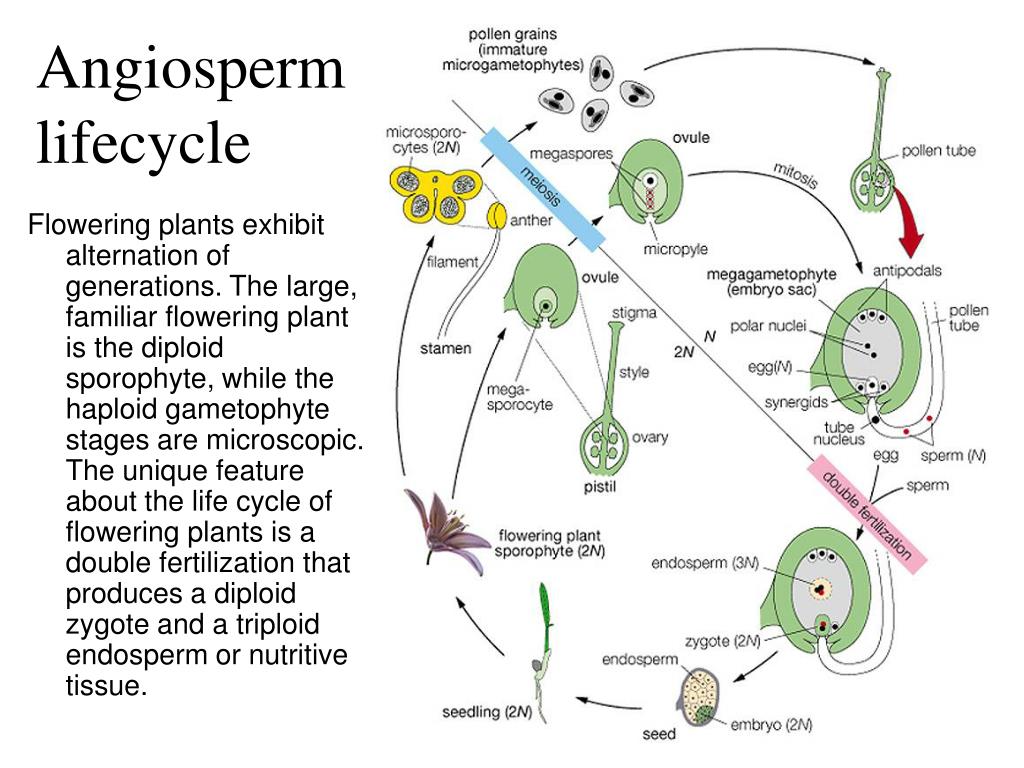 PPT Gymnosperm Intro and evolution Life cycle and reproduction Uses