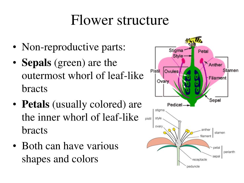 PPT Gymnosperm Intro and evolution Life cycle and reproduction Uses