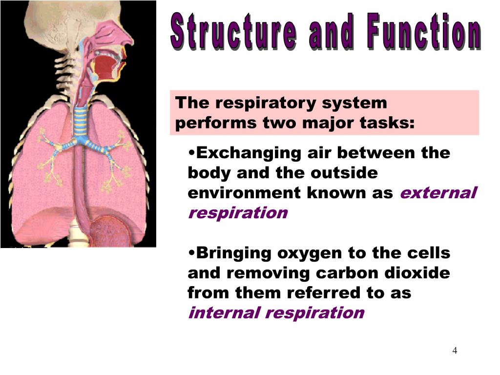PPT Respiratory System PowerPoint Presentation, free download ID583141 PPT Respiratory System PowerPoint Presentation, free download ID583141
