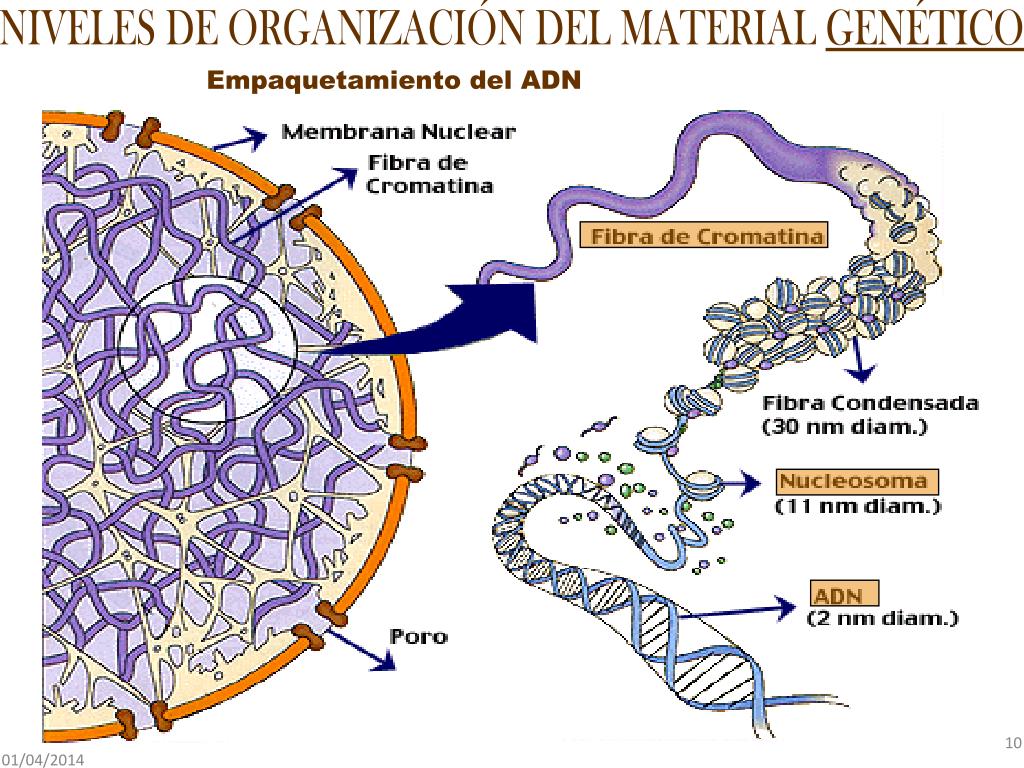 PPT Material Genético y Núcleo Celular PowerPoint Presentation, free