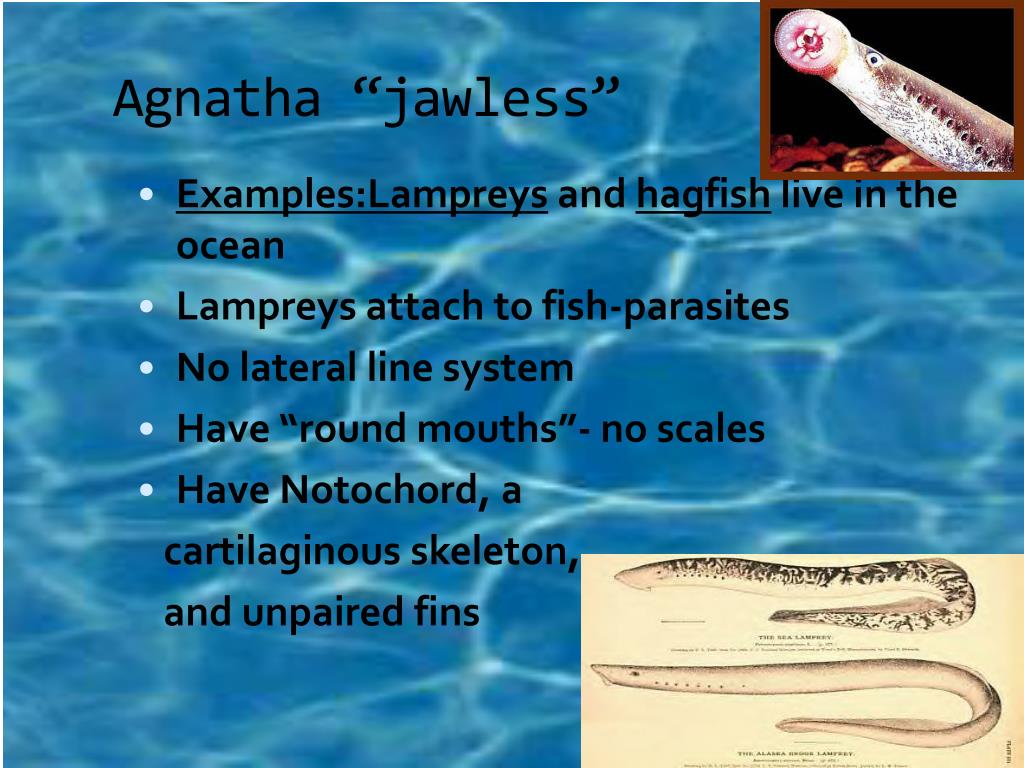 PPT Chordates and Fishes PowerPoint Presentation, free download ID