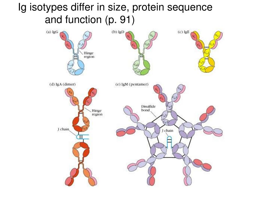 PPT Structure and function of antibodies Immunoglobulin genes