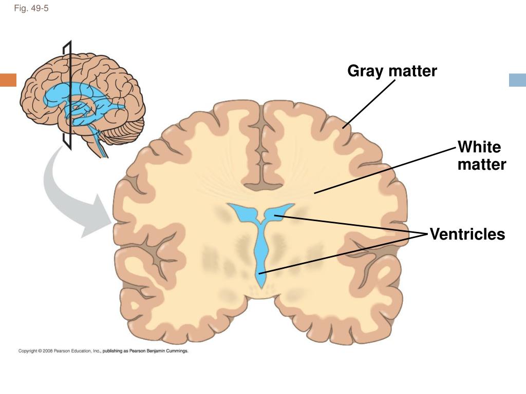 PPT ANIMAL NERVOUS SYSTEM PowerPoint Presentation, free download ID