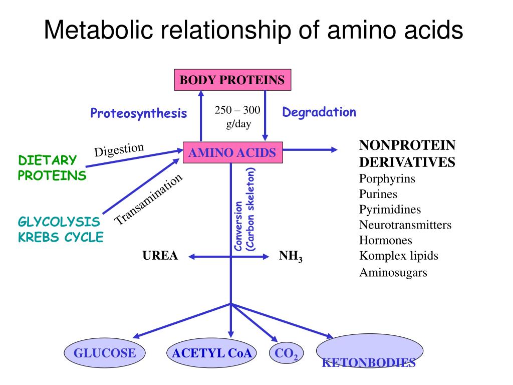 PPT AMINO ACID METABOLISM PowerPoint Presentation, free download ID