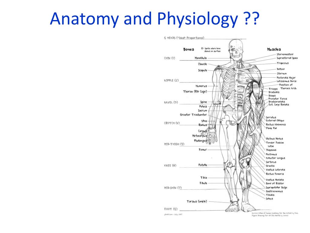 PPT to BIOL 252 Human Anatomy and Physiology PowerPoint