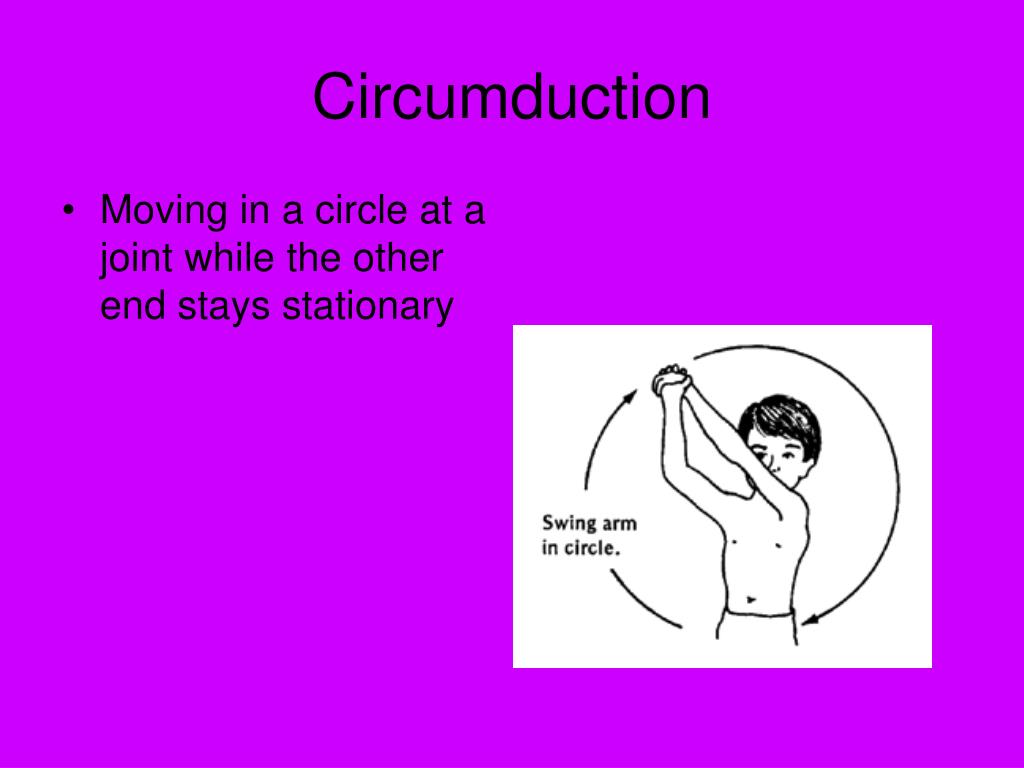 PPT Muscular System PowerPoint Presentation, free download ID58775