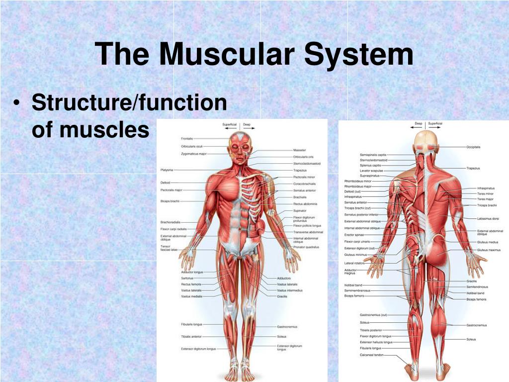 PPT - The Muscular System PowerPoint Presentation, free download - ID:58784