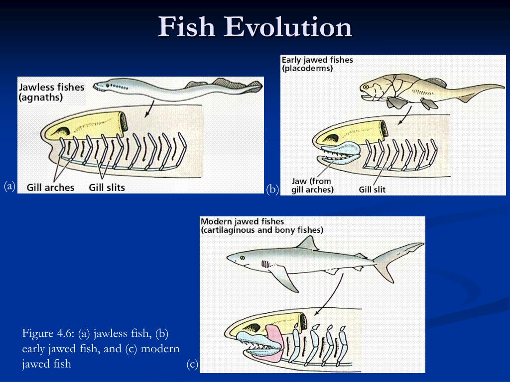 PPT Comparative Anatomy Vertebrate Classification Fish Evolution