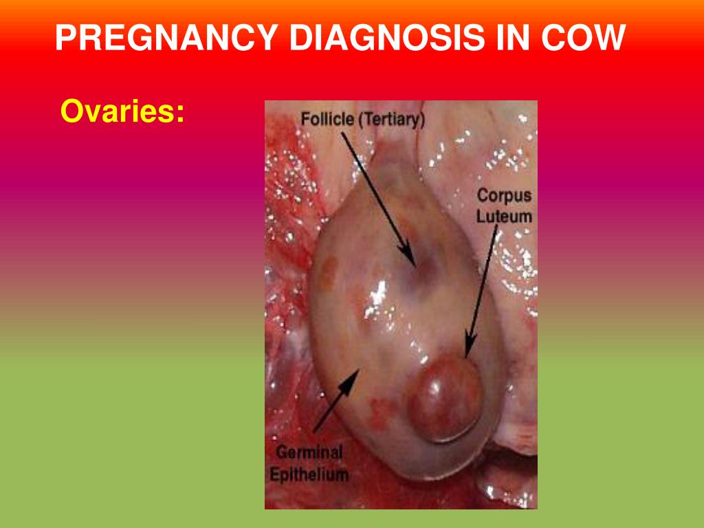 PPT PREGNANCY DIAGNOSIS IN COW PowerPoint Presentation ID587928
