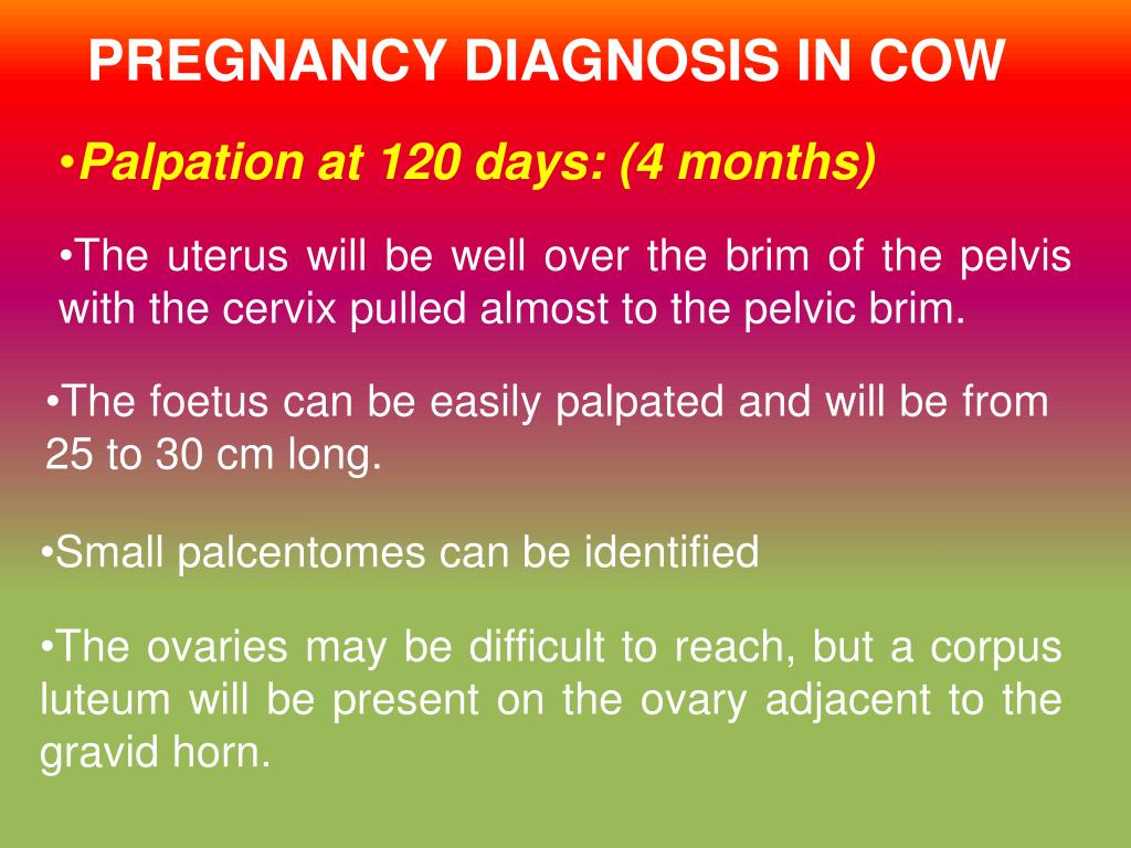 PPT PREGNANCY DIAGNOSIS IN COW PowerPoint Presentation ID587928