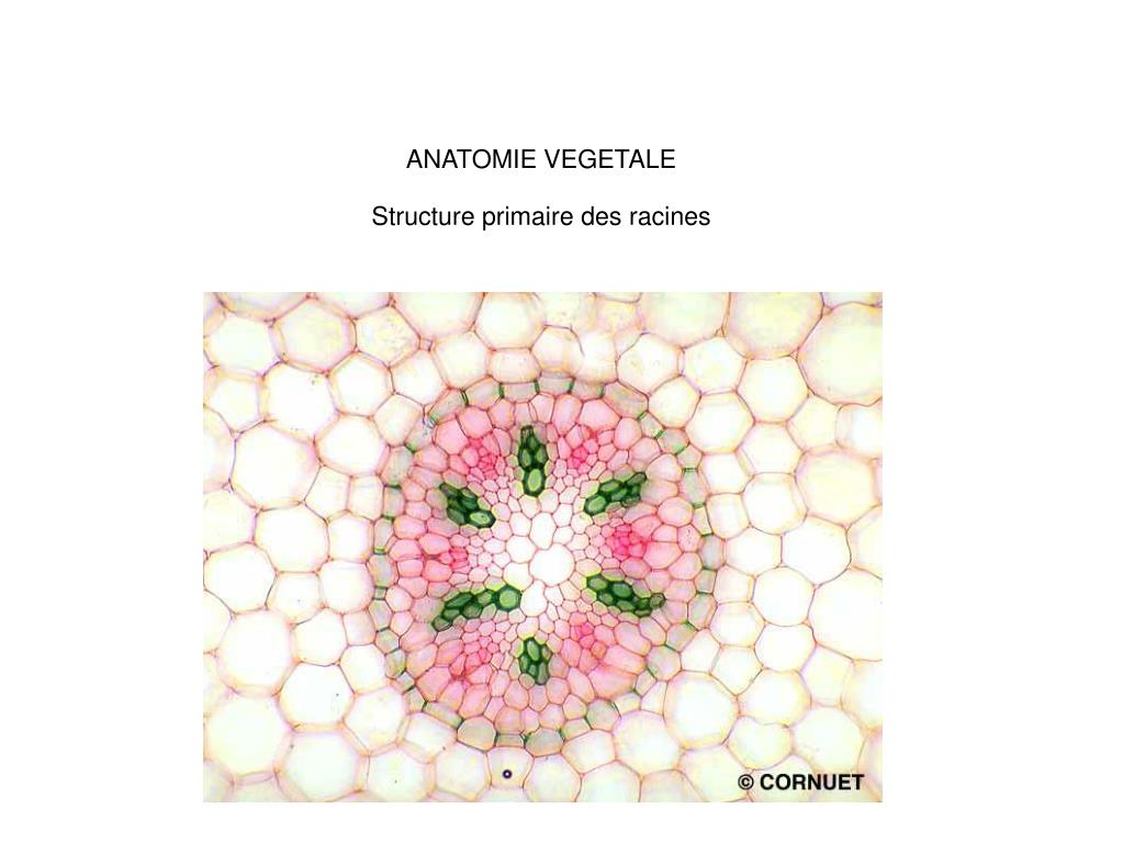 PPT ANATOMIE VEGETALE Structure primaire des racines PowerPoint
