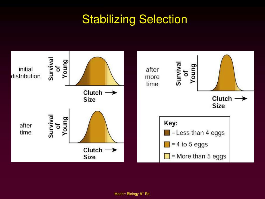 PPT Process of Evolution PowerPoint Presentation, free download ID
