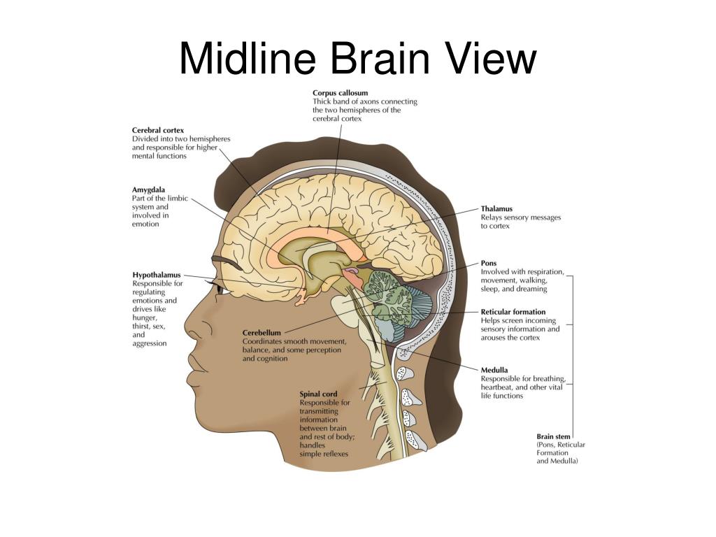 Midline Structures Of The Brain BRAINLYZA