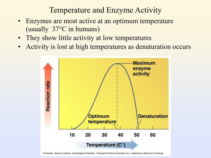 PPT Enzymes as Biological Catalysts PowerPoint
