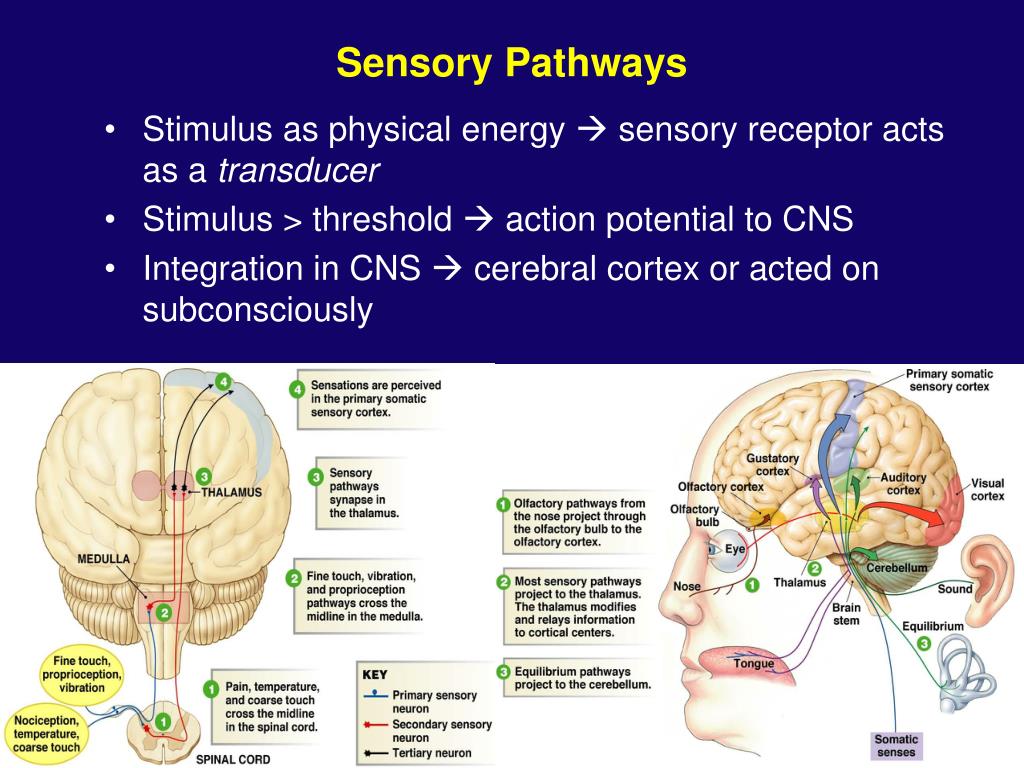 PPT Sensory Systems PowerPoint Presentation, free download ID591366