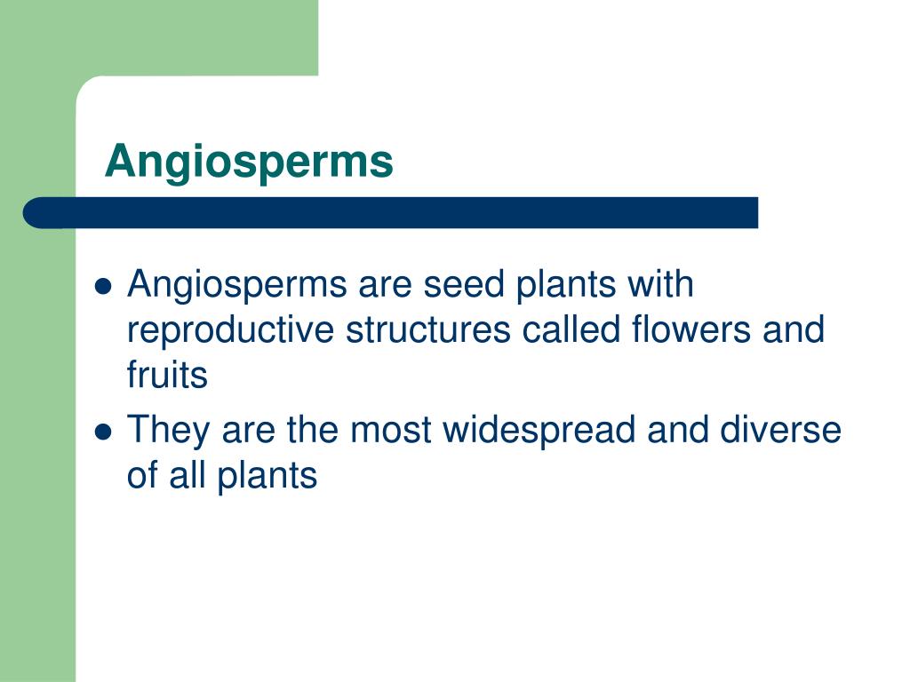 PPT Seed Formation in Gymnosperms & Angiosperms PowerPoint