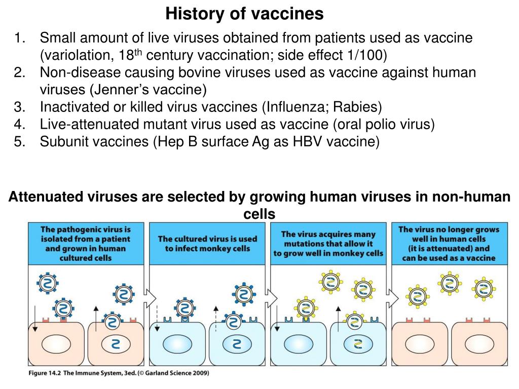 PPT Vaccination & Mucosal Immune system PowerPoint