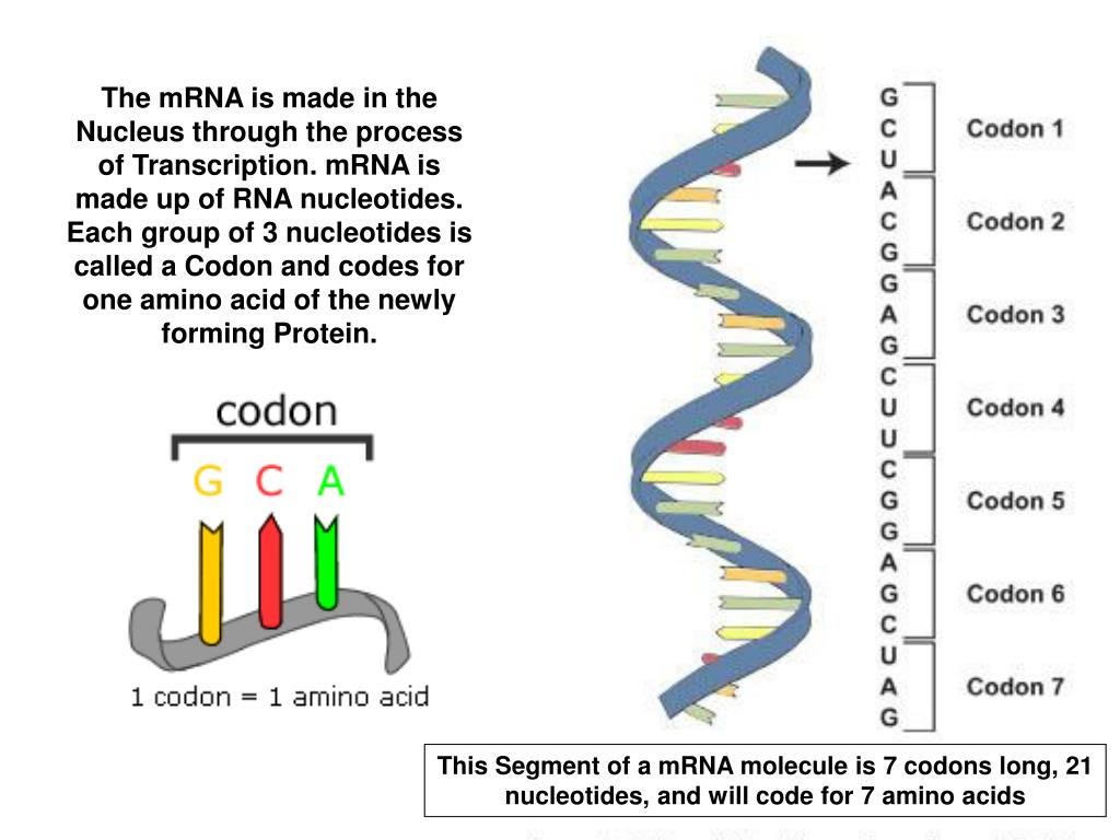 PPT The Structure of RNA R ibo N ucleic A cid PowerPoint Presentation
