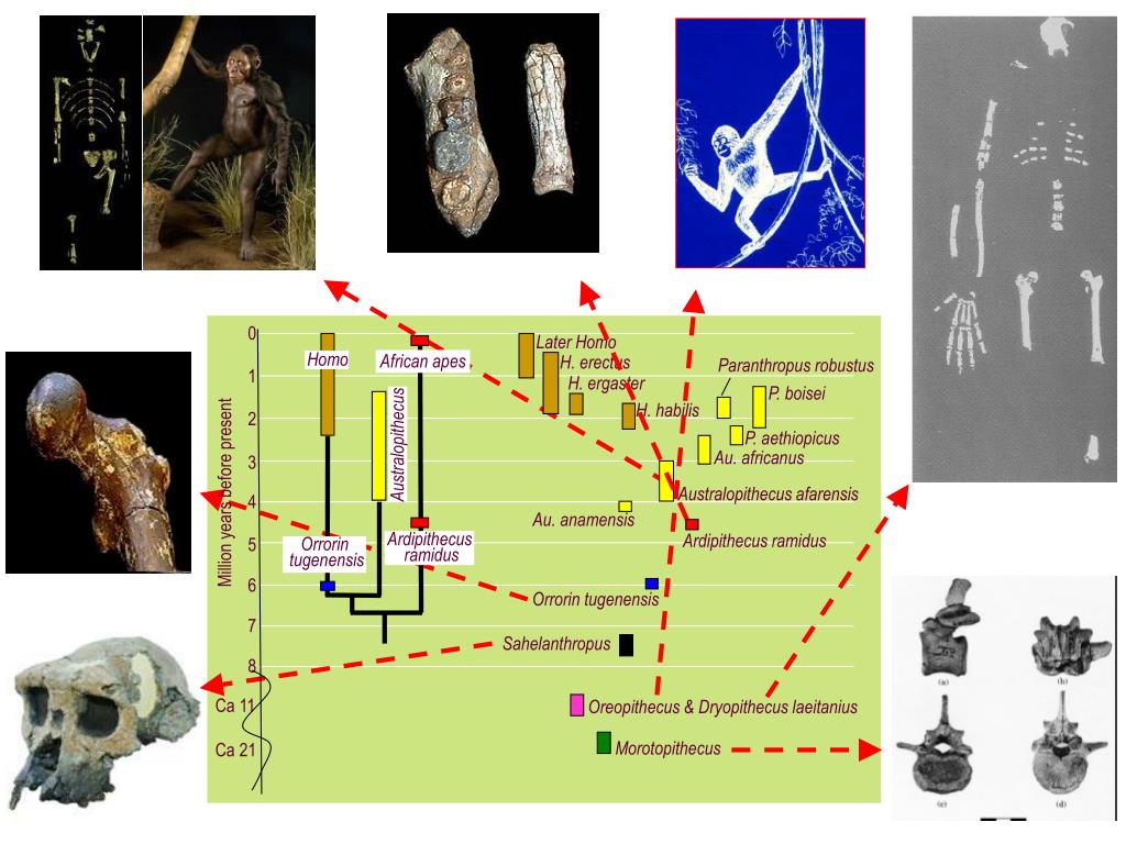 PPT Walking the walk evolution of human bipedalism PowerPoint