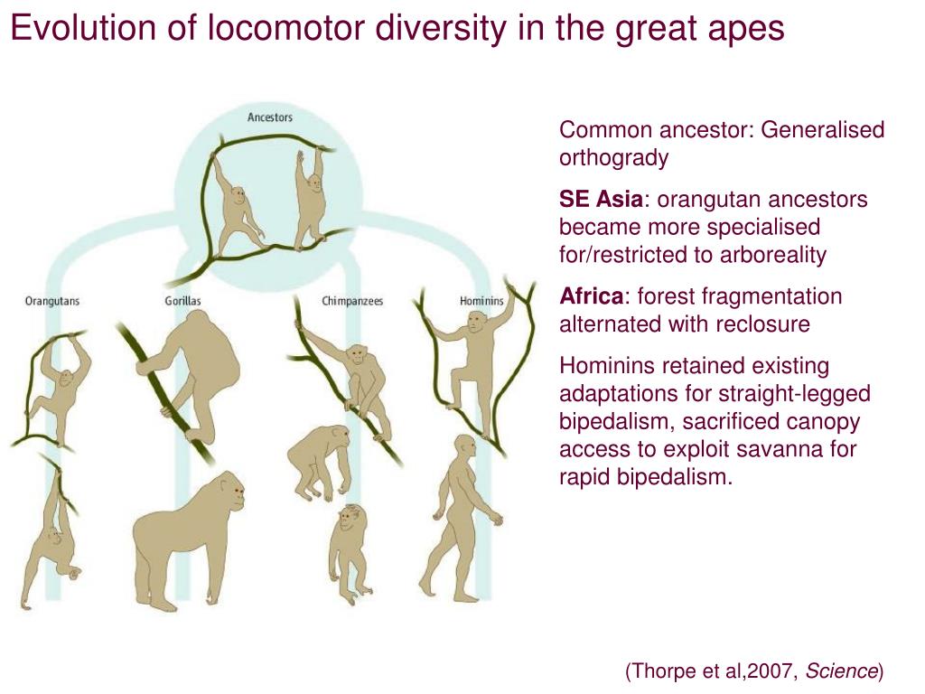 PPT Walking the walk evolution of human bipedalism PowerPoint