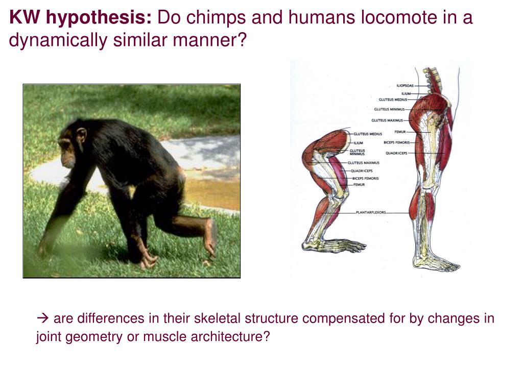 PPT Walking the walk evolution of human bipedalism PowerPoint