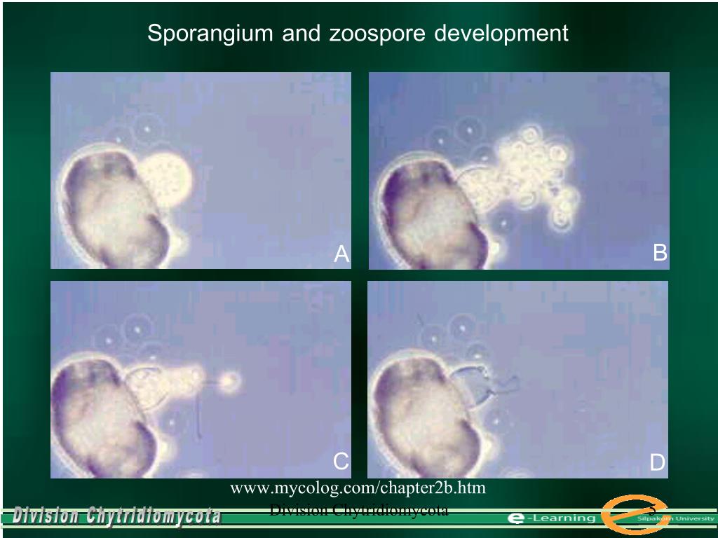 PPT Division Chytridiomycota PowerPoint Presentation, free download