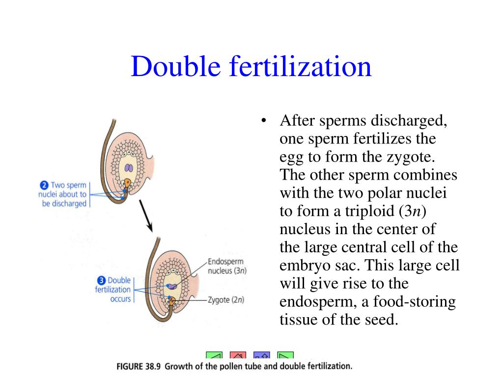 PPT Chapter 38 Plant Reproduction and Biotechnology PowerPoint